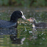 Water birds